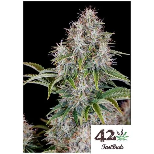 FAST BUDS ORIGINAL - CINDERELLA AUTO - 1 SEME