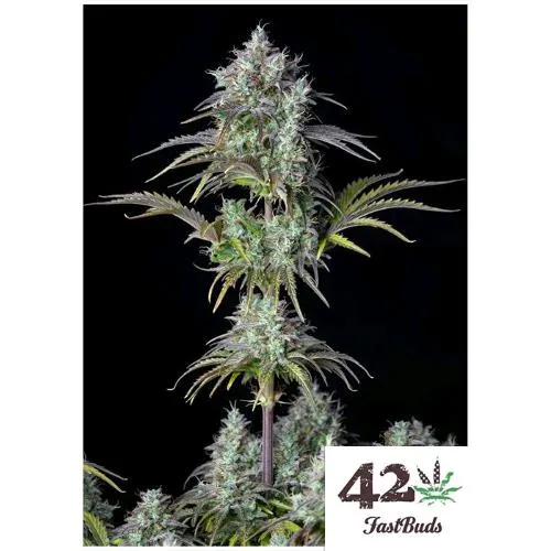 FAST BUDS ORIGINAL - BIG BUD AUTO - 10 SEMI