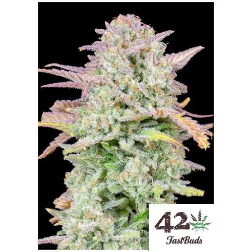 FAST BUDS ORIGINAL - TRAINWRECK AUTO - 10 SEMI