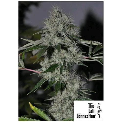 THE CALI CONNECTION - CHEM 4 OG FEM - 6 SEMI