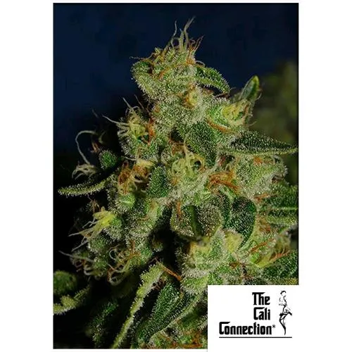 THE CALI CONNECTION - GREEN CRACK FEM - 6 SEMI