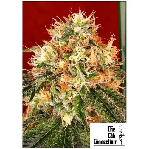 THE CALI CONNECTION - DEADHEAD OG FEM - 6 SEMI