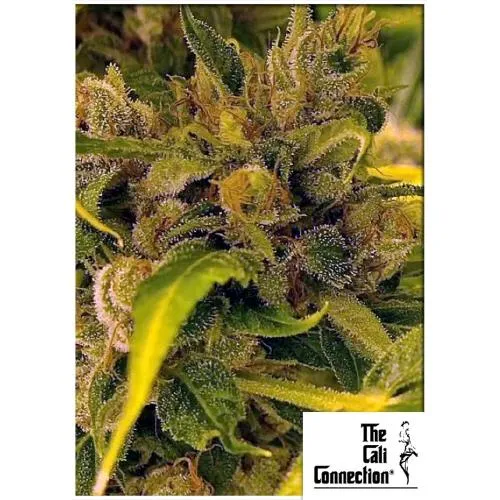 THE CALI CONNECTION - LA COOKIES FEM - 6 SEMI