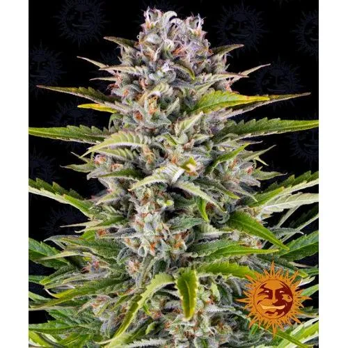 BARNEY'S FARM - GORILLA ZKITTLEZ AUTO - 10 SEMI