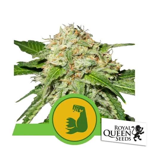 ROYAL QUEEN SEEDS - HULKBERRY AUTO - 5 SEMI - USA PREMIUM