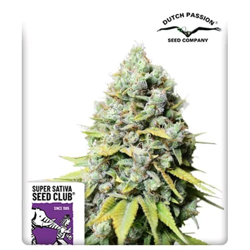 SUPER SATIVA SEED CLUB - KOSHER HAZE - 8 SEMI