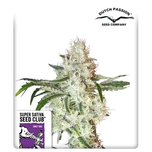 SUPER SATIVA SEED CLUB - LEMON OG - 8 SEMI