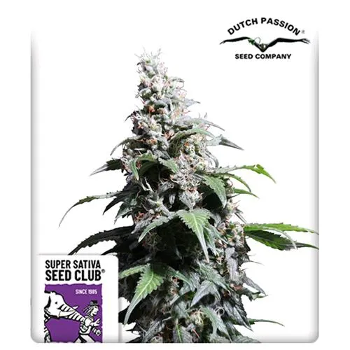 SUPER SATIVA SEED CLUB - ANANAS VELENO - 8 SEMI