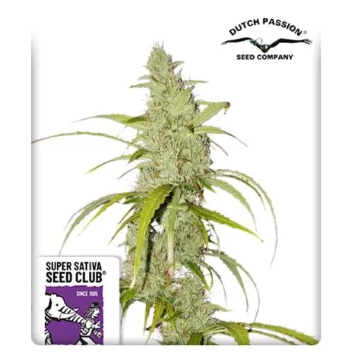 SUPER SATIVA SEED CLUB - AUTO CREEPER - 8 SEMI