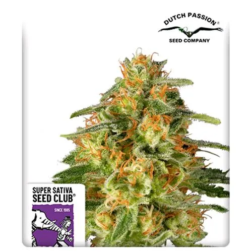 SUPER SATIVA SEED CLUB - TNT TRICOMA - 8 SEMI
