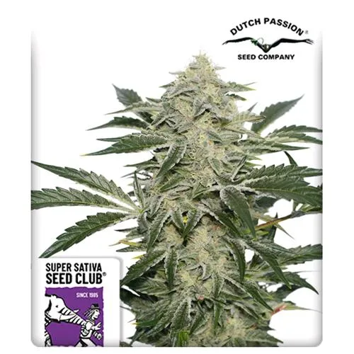 SUPER SATIVA SEED CLUB - CREAMY KEES - REGOLARE - 12 SEMI
