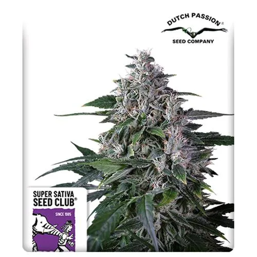 SUPER SATIVA SEED CLUB - KAREL'S HAZE - REGOLARE - 12 SEMI