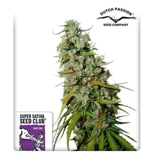 SUPER SATIVA SEED CLUB - KEES' OLD SCHOOL HAZE - REGOLARE - 12 SEMI