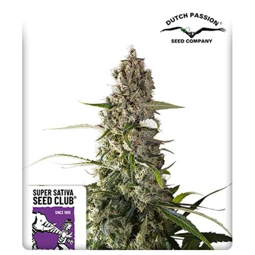 SUPER SATIVA SEED CLUB - PRIMA HOLANDICA - REGOLARE - 12 SEMI