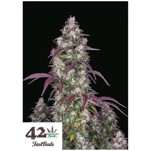 FAST BUDS - LEMON PIE AUTO - 10 SEMI