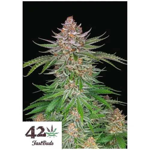 FAST BUDS - STRAWBERRY PIE AUTO - 5 SEMI