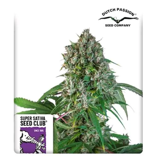 SUPER SATIVA SEED CLUB - KAREL'S HERER HAZE - REGOLARE - 12 SEMI