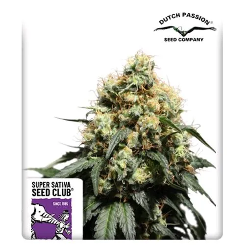 NOVITÀ - SUPER SATIVA SEED CLUB - BRUCE LEMON DIESEL - 8 SEMI