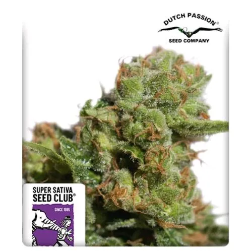 NOVITÀ - SUPER SATIVA SEED CLUB - AUTO BRUCE LEMON DIESEL - 8 SEMI