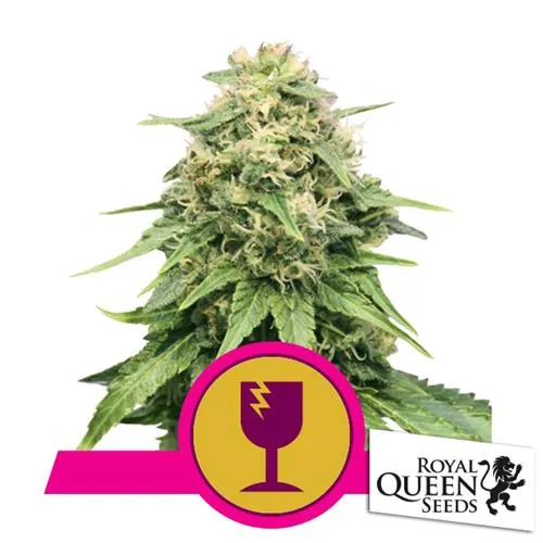 ROYAL QUEEN SEEDS - BUBBLE KUSH AUTO - 300 SEMI SFUSI