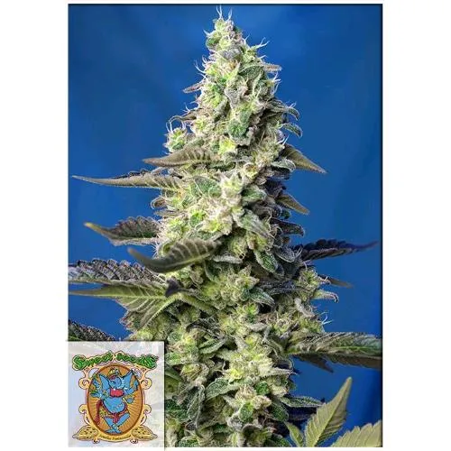 SEMI DOLCI - GREEN POISON XL AUTO - 25 SEMI