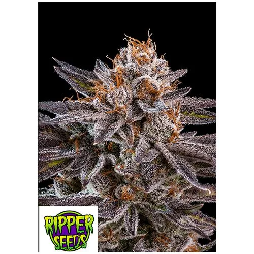 SEMI RIPPER - OMG - 3 SEMI