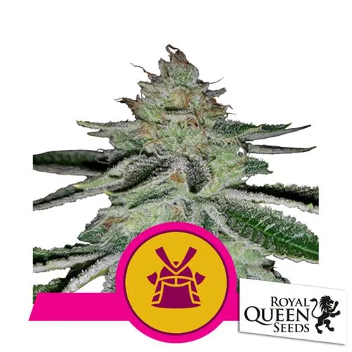 SEMI DI ROYAL QUEEN - SHOGUN FEM - 5 SEMI