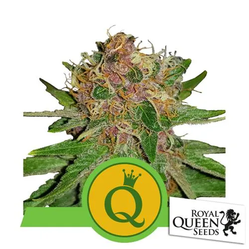 ROYAL QUEEN SEEDS - PURPLE QUEEN AUTO - 5 SEMI - USA PREMIUM