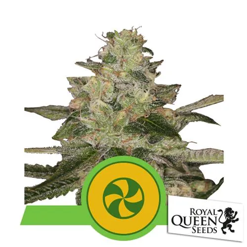 ROYAL QUEEN SEEDS - SWEET ZZ AUTO - 3 SEMI - USA PREMIUM