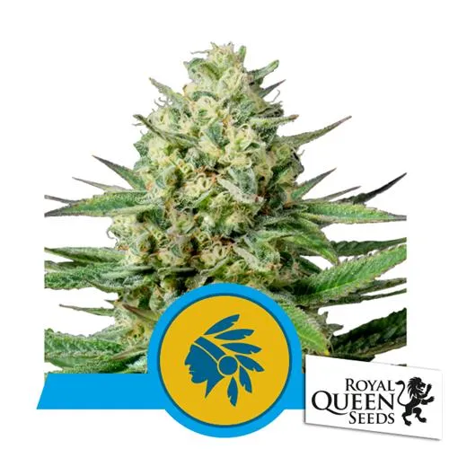 ROYAL QUEEN SEEDS - TATANKA PURE FEM CBD - 3 SEMI
