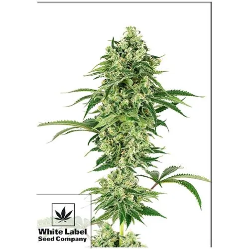ETICHETTA BIANCA - NICOLE HINDU KUSH FEM - 3 SEMI
