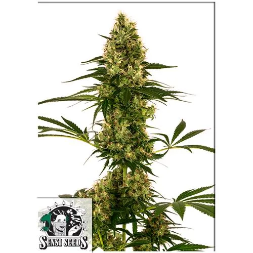 SENSI SEEDS - BLUE BULLET AUTO - 3 SEMI