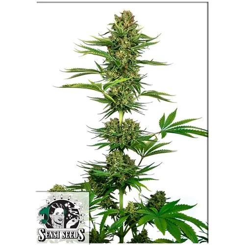 SENSI SEEDS - SATIN BLACK DOMINA CBD - 3 SEMI