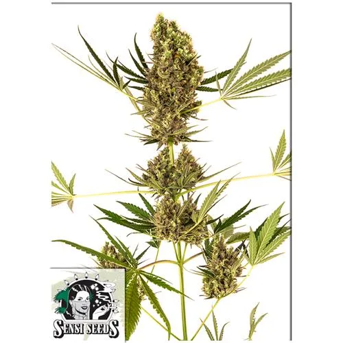 SENSI SEEDS - ALPINE DELIGHT CBD AUTO - 3 SEMI