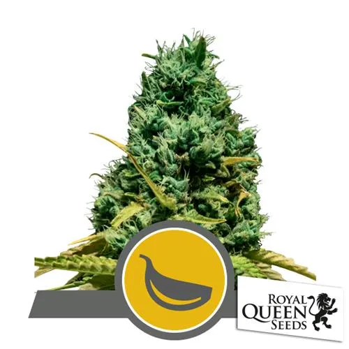 ROYAL QUEEN SEEDS - NEBBIA DI AGLIO REG - 10 SEMI
