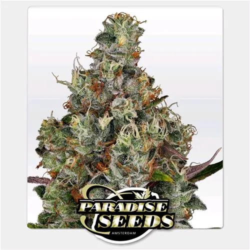 SEMI PARADISE - RAINBOW ROAD FEM - 10 SEMI