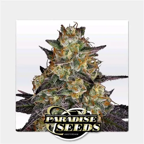 SEMI DEL PARADISO - EL DORADO OG FEM - 5 SEMI