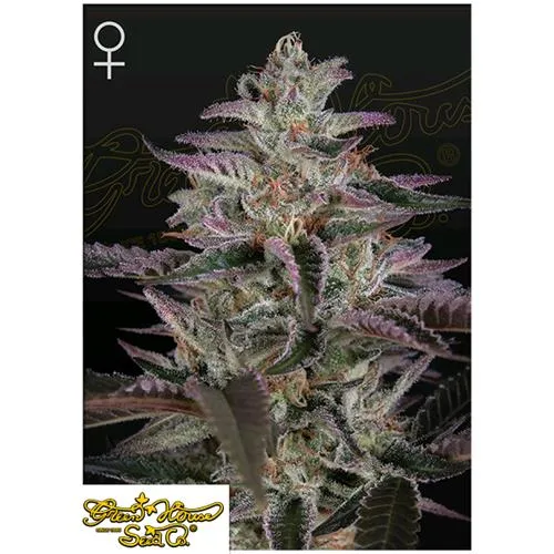 GREEN HOUSE - BANANA KRUMBLE FEM - 10 SEMI