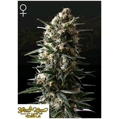 GREEN HOUSE - BUBBA SLUSH FEM - 5 SEMI