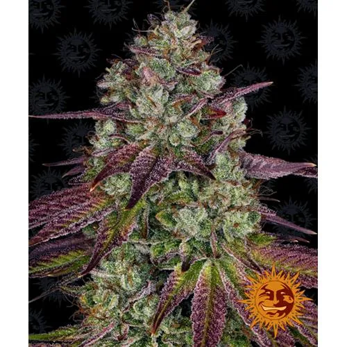 BARNEY'S FARM - MIMOSA EVO FEM - 3 SEMI