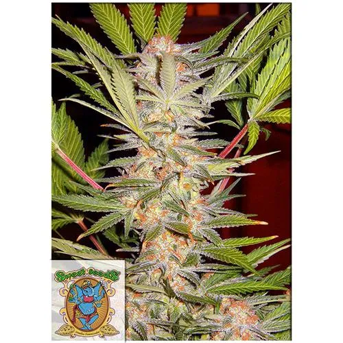 SEMI DOLCI - SAD SWEET AFGANI DELICIOUS S1 - BULK 100 SEMI
