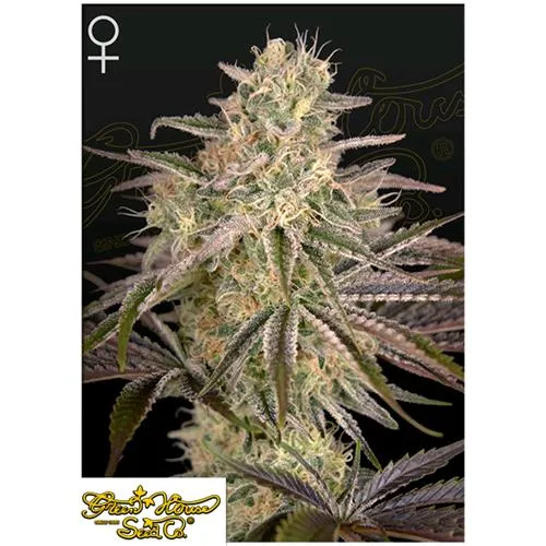 GREEN HOUSE - CLOUD WALKER FEM - 3 SEMI