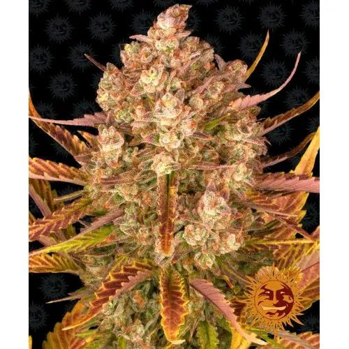 BARNEY'S FARM - DOS SI DOS AUTO - 3 SEMI