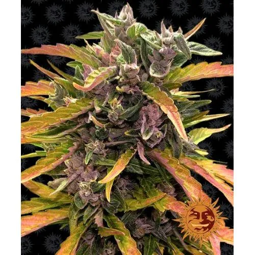 BARNEY'S FARM - GORILLA GLUE AUTO - 3 SEMI