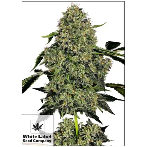 ETICHETTA BIANCA - OG KUSH AUTO - 10 SEMI