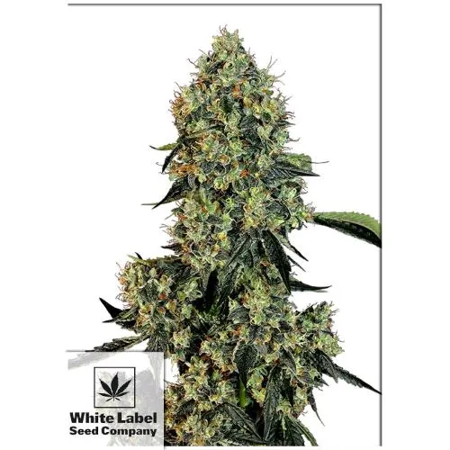 ETICHETTA BIANCA - OG KUSH FEM- 1 SEME