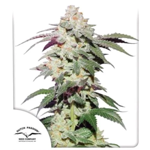 DUTCH PASSION - SKYWALKER HAZE FEM - 3 SEMI