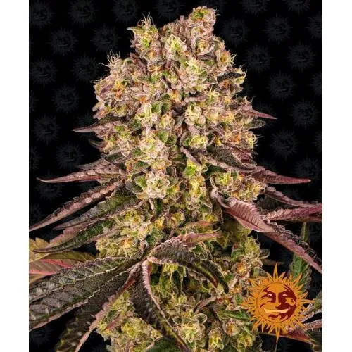 BARNEY'S FARM - RUNTZ MUFFIN FEM - 10 SEMI