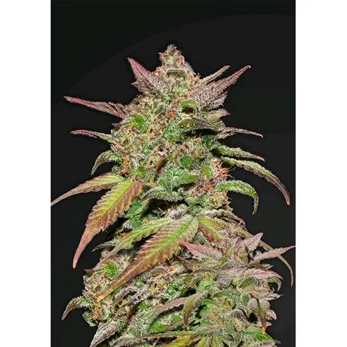 GERMOGLI VELOCI - GELATO AUTO - 50 SEMI