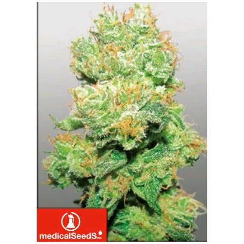SEMI MEDICI - Y GRIEGA CBD 10 SEMI